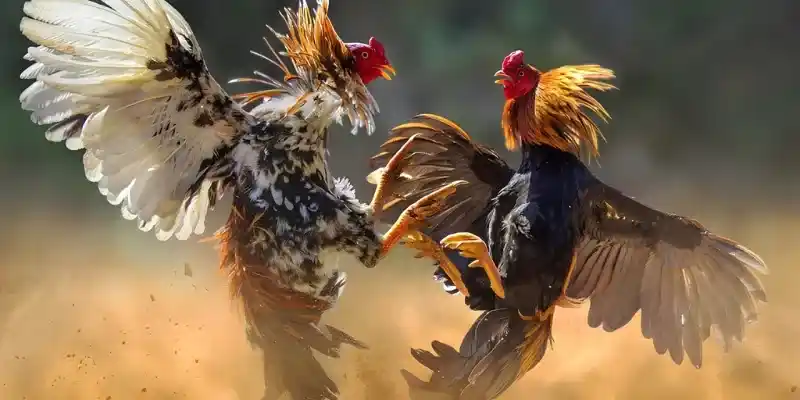 Đá gà Thomo mang đến những trận đấu mãn nhãn, hấp dẫn